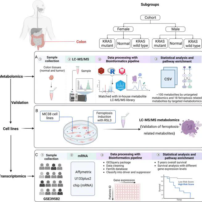 Discovery of decreased ferroptosis in male colorectal cancer patients with KRAS mutations